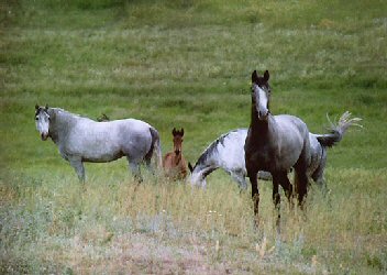 Andalusians in Field
