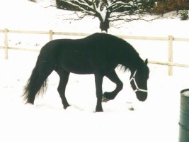 Fresian in the Snow