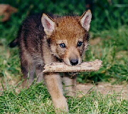 Baby Wolf