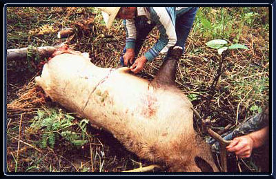 Curing Red Meat