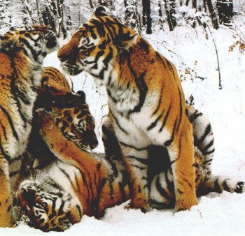 Tiger Family