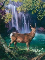 The Deer