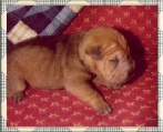 JD at 1 week of age