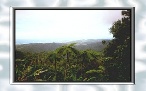 El Yunque Rainforest Puerto Rico